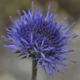 Jasione heldreichii