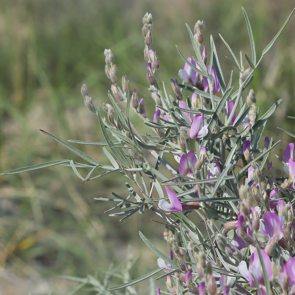 Изображение особи Astragalus ammodendron.