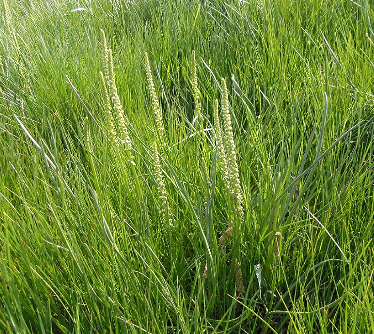 Image of Triglochin maritima specimen.