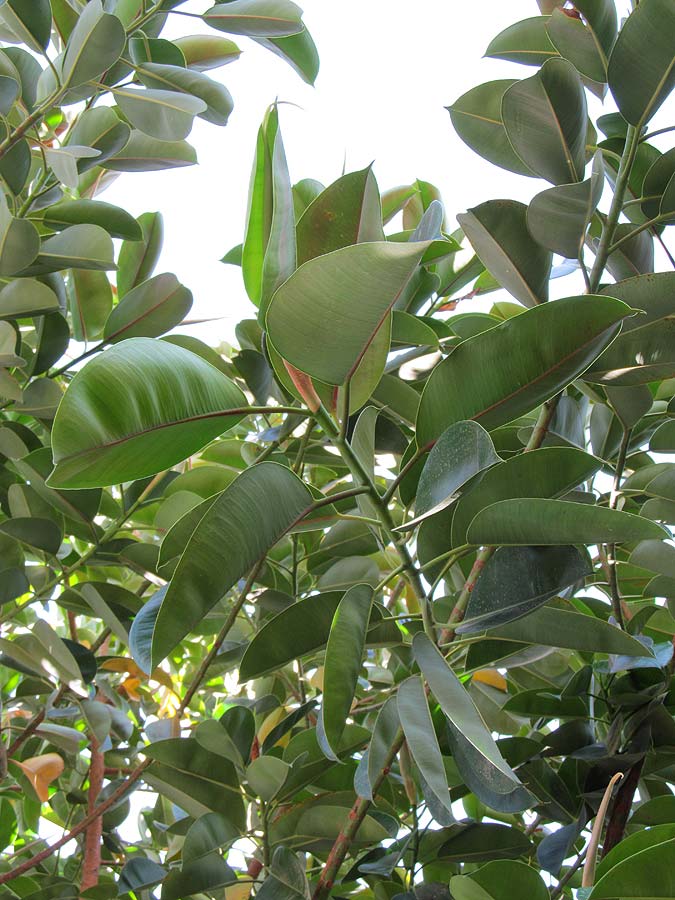 Image of Ficus elastica specimen.