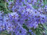 Vitex agnus-castus