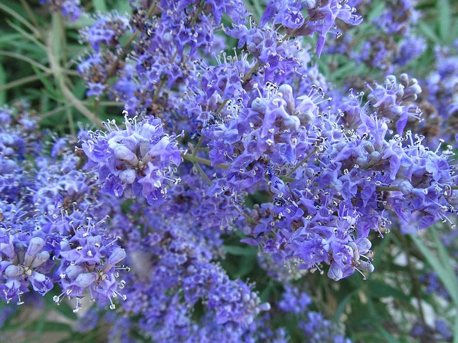 Изображение особи Vitex agnus-castus.