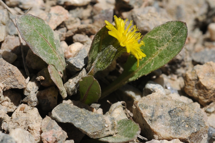 Изображение особи Crepis multicaulis.