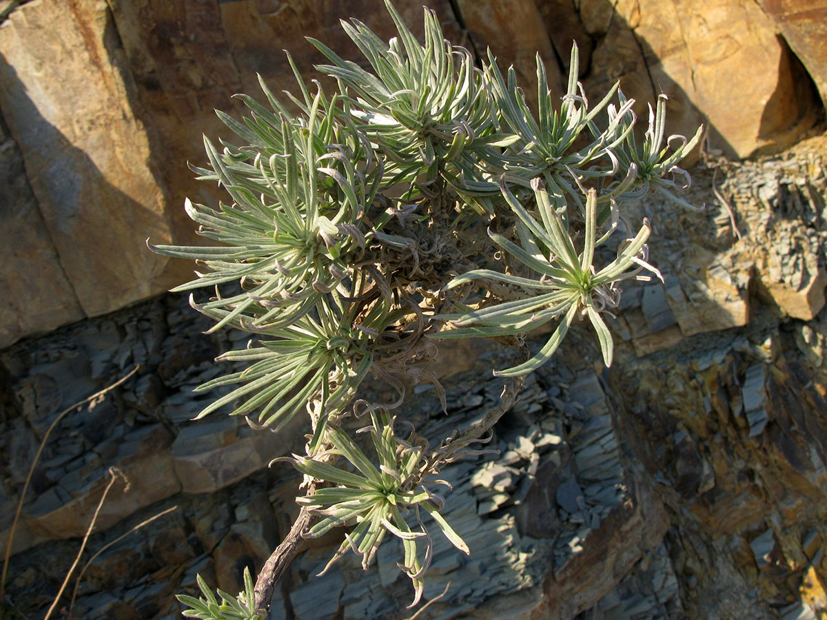 Image of Onosma polyphylla specimen.