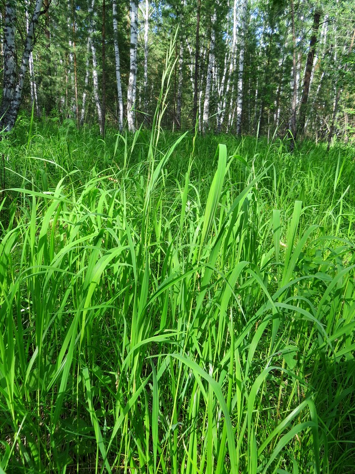 Image of Brachypodium pinnatum specimen.