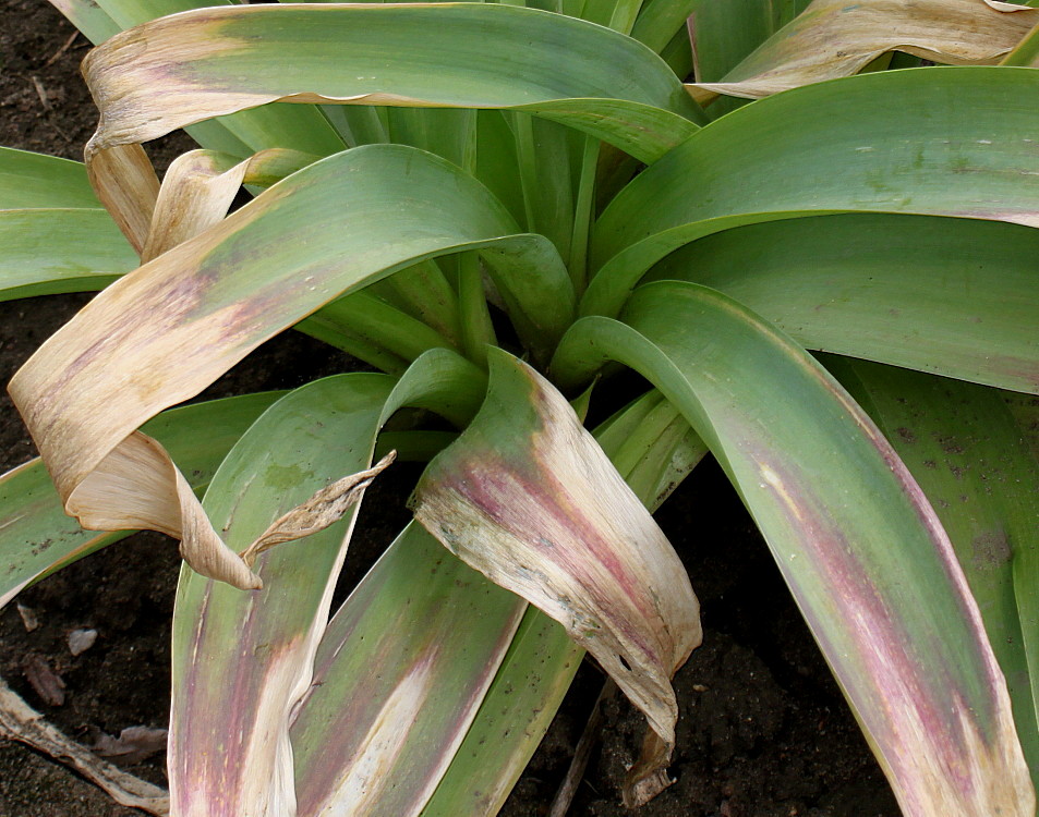 Image of Allium giganteum specimen.