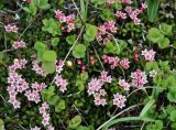 Loiseleuria procumbens