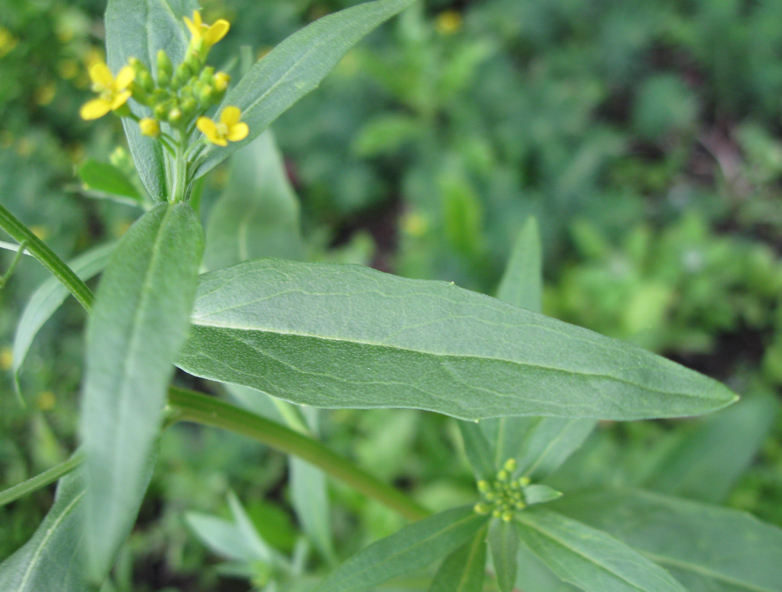Image of Erysimum cheiranthoides specimen.