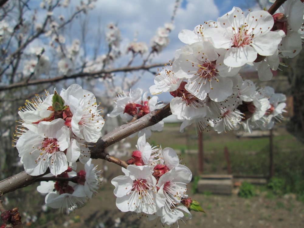 Изображение особи Armeniaca vulgaris.