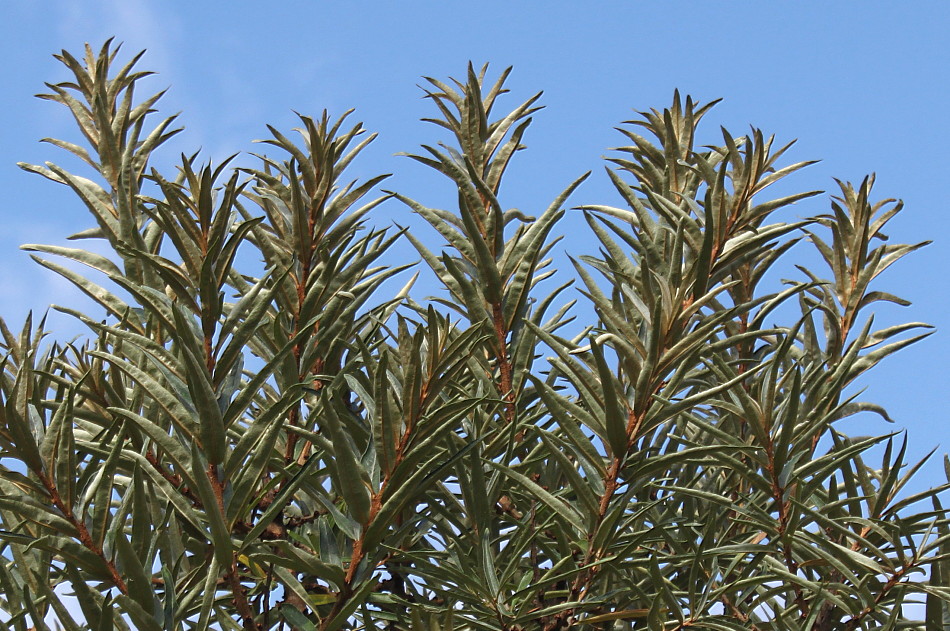 Изображение особи Hippophae rhamnoides.