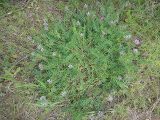 Astragalus austrosibiricus