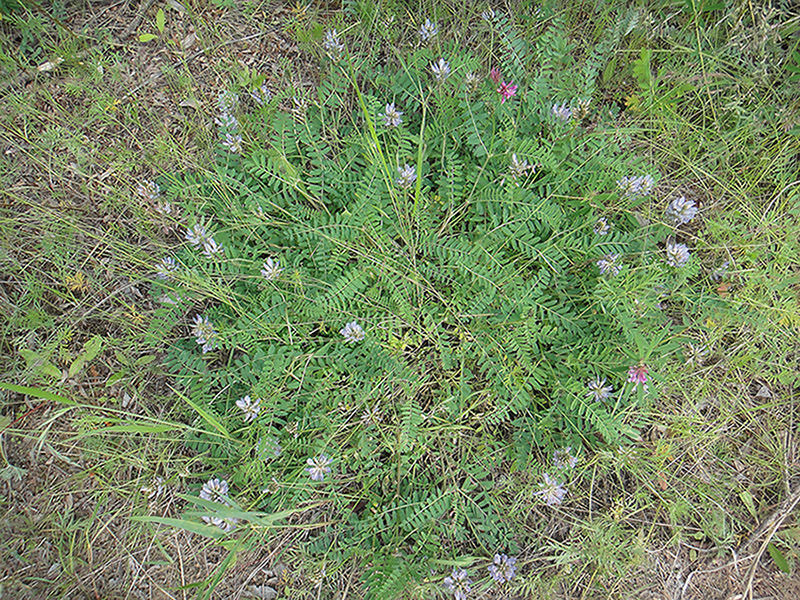 Изображение особи Astragalus austrosibiricus.