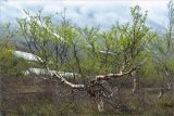 Betula czerepanovii. Дерево с распускающимися листьями, растущее на обочине дороги. Кольский п-ов, Хибины, подножие у южного склона массива Кукисвумчорр, дорога вдоль р. Вудъяврйок. 17.06.2013.