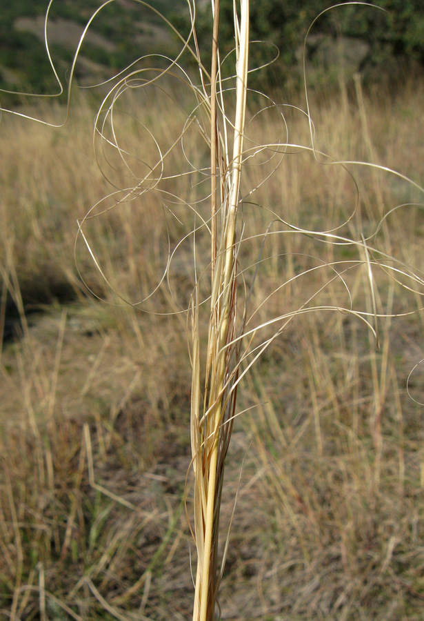 Image of Stipa capillata specimen.