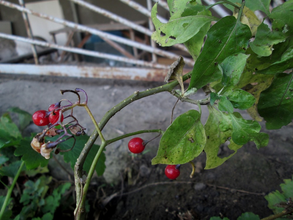 Изображение особи Solanum dulcamara.