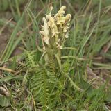 Pedicularis pubiflora. Цветущее растение. Южный Казахстан, Заилийский Алатау, пер. Талгар, 3180 м н.у.м. 06.07.2013.