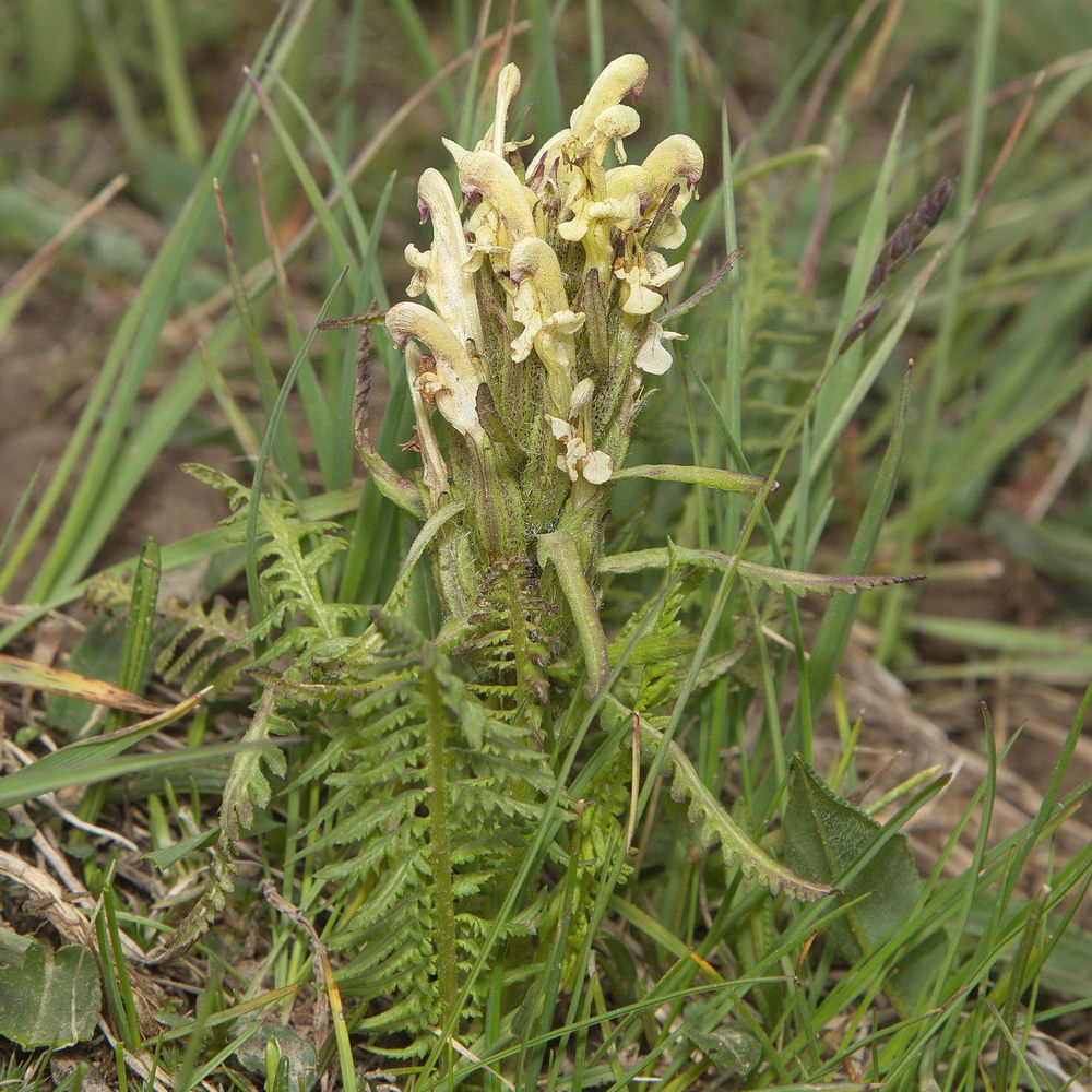 Image of Pedicularis pubiflora specimen.