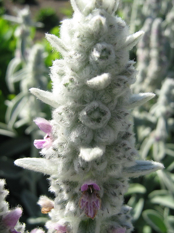 Изображение особи Stachys byzantina.