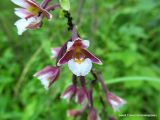 Epipactis palustris. Цветок. Беларусь, г. Гродно, ж.-д. ветка от КСМ. 17.07.2013.