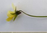 Viola matutina