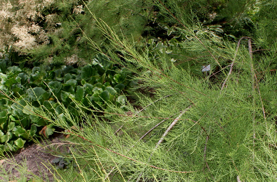 Image of genus Tamarix specimen.