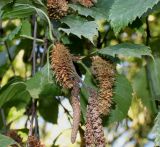 Betula raddeana