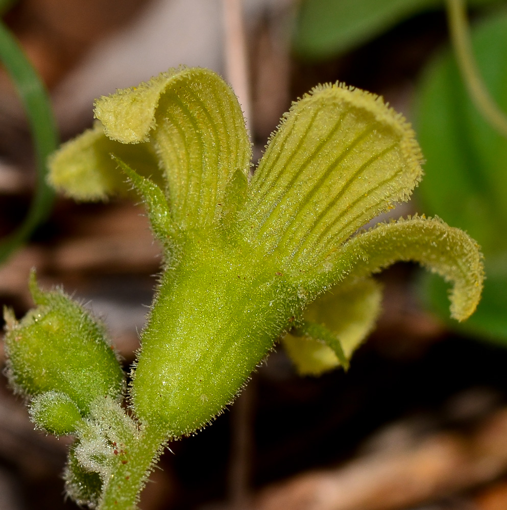 Image of Bryonia syriaca specimen.