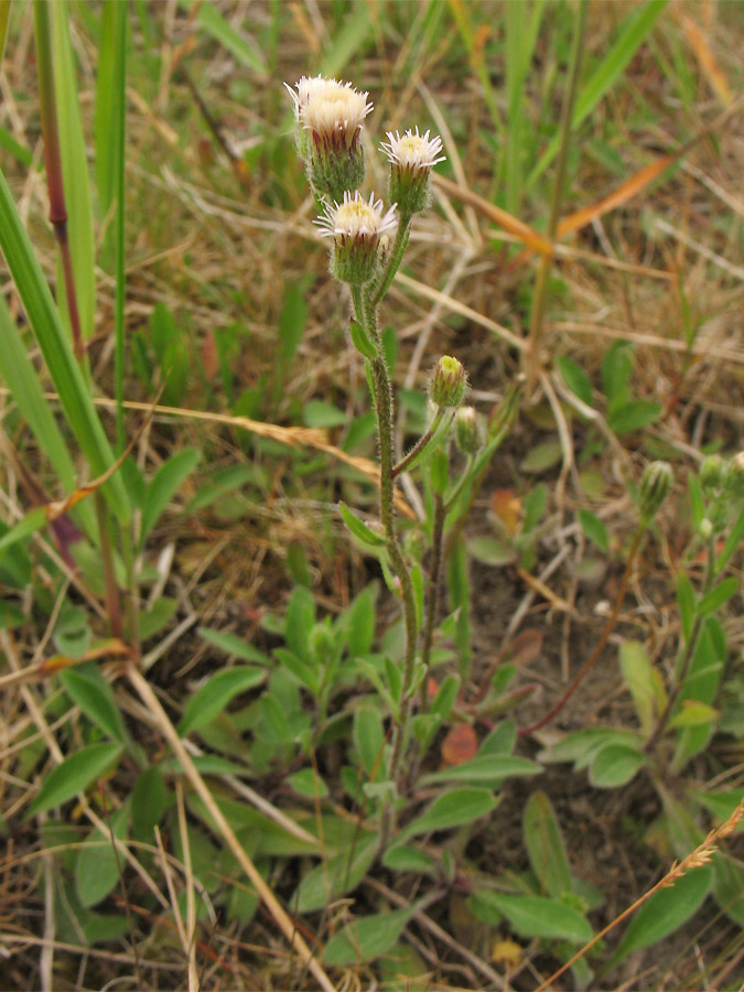 Image of Erigeron acris specimen.