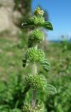 Mentha pulegium. Верхушка побега с соплодиями. Абхазия, Гудаутский р-н, побережье Черного моря. 17.06.2012.