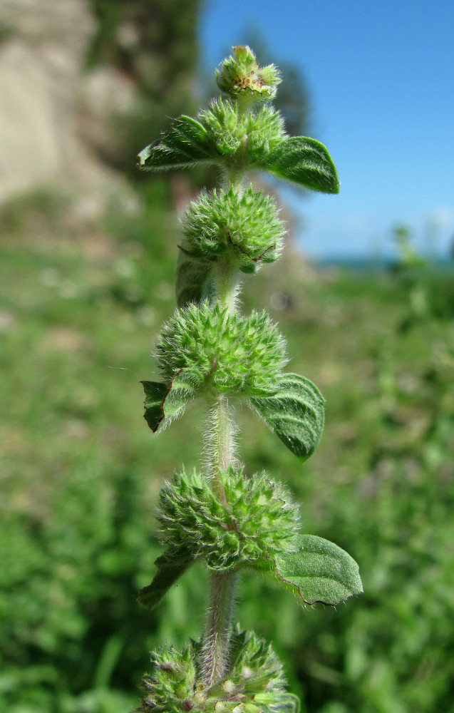 Изображение особи Mentha pulegium.