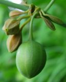 Aristolochia clematitis. Плоды. Республика Татарстан, г. Елабуга, сосновый бор. 01.07.2009.