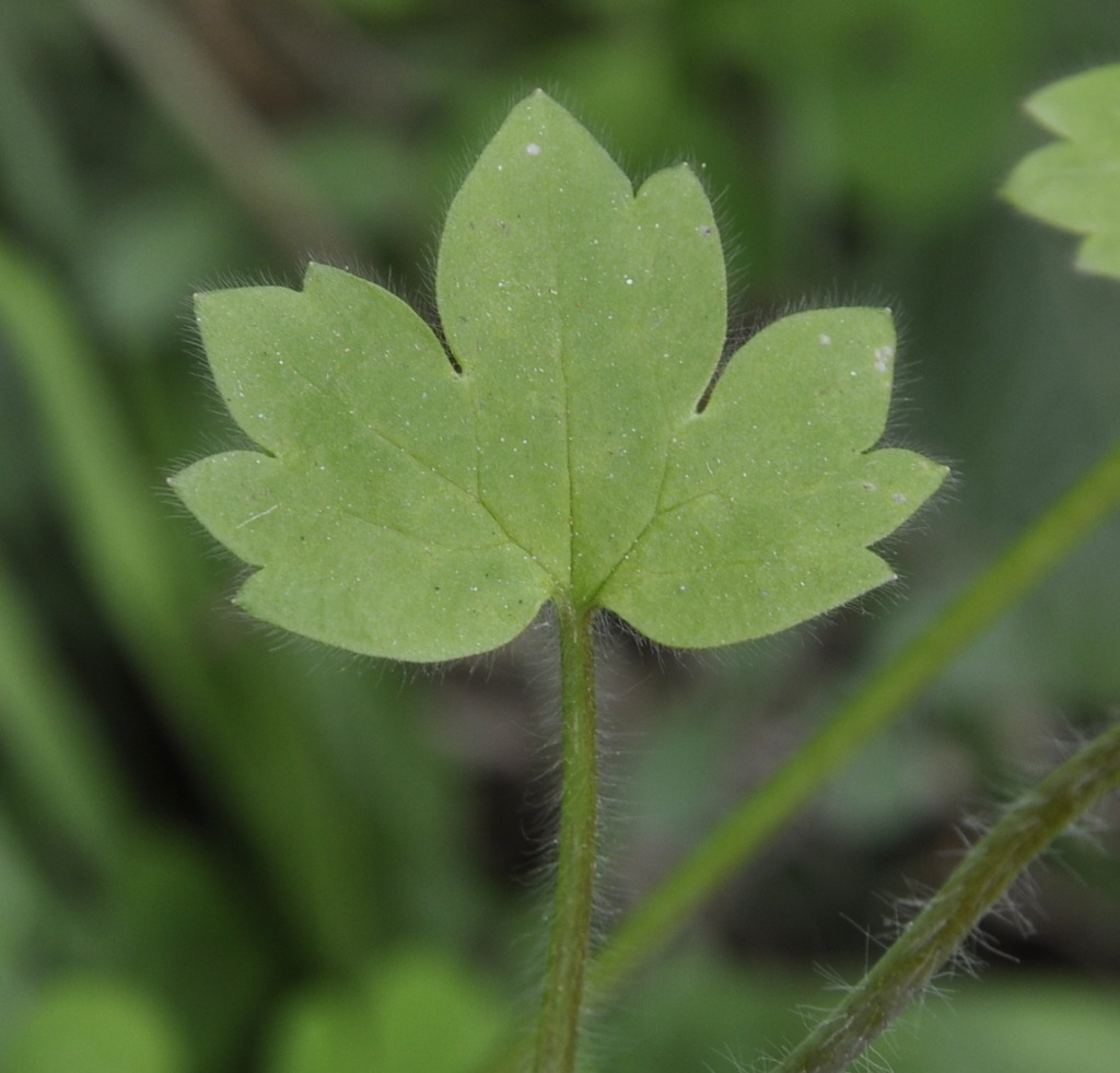 Изображение особи Ranunculus muricatus.