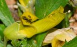 Anagyris foetida