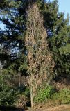 Quercus robur форма fastigiata. Покоящееся растение ('Fastigiata'). Германия, г. Bad Lippspringe, Kaiser-Karls Park. 02.02.2014.