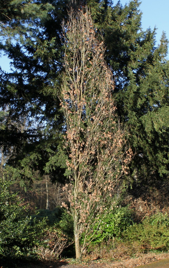 Image of Quercus robur f. fastigiata specimen.