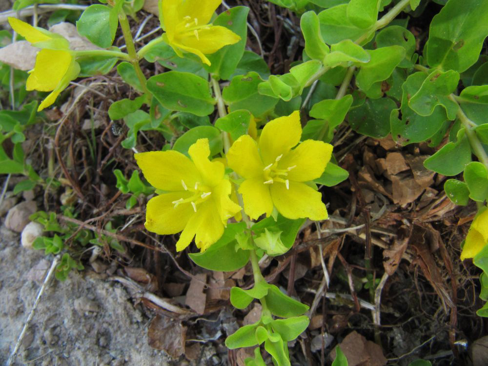 Image of Lysimachia nummularia specimen.