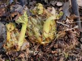 Gunnera tinctoria. Развивающиеся побеги. Германия, г. Дюссельдорф, Ботанический сад университета. 02.03.2014.