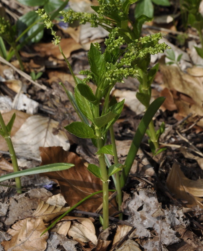 Изображение особи Mercurialis perennis.