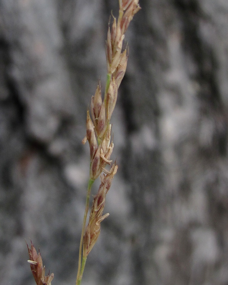 Изображение особи Festuca ovina.