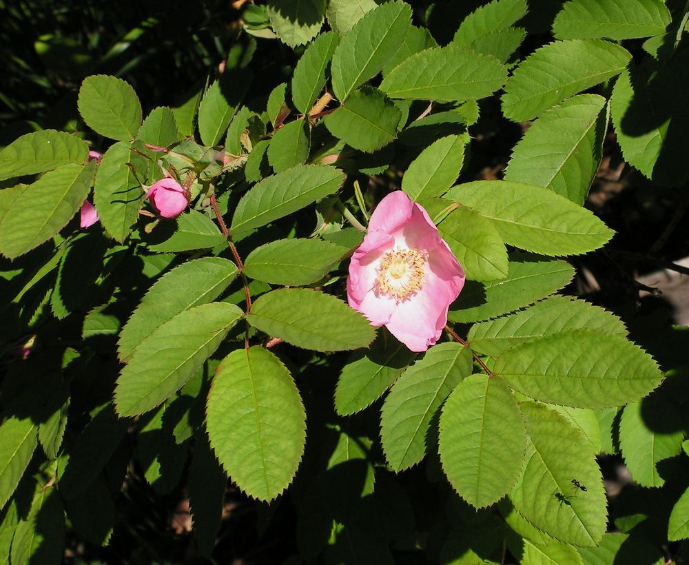 Изображение особи Rosa amblyotis.