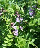 Vicia sepium