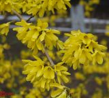 Forsythia europaea