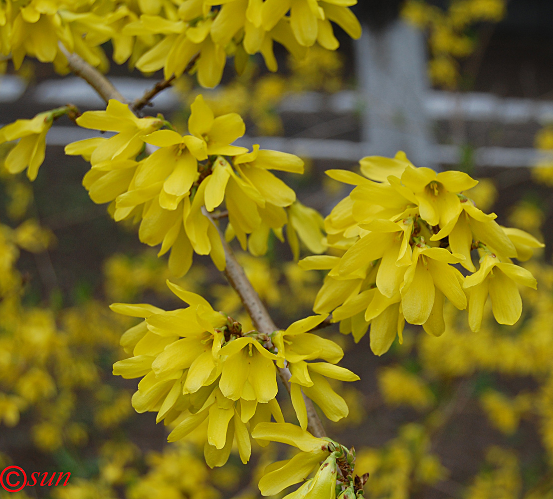 Изображение особи Forsythia europaea.