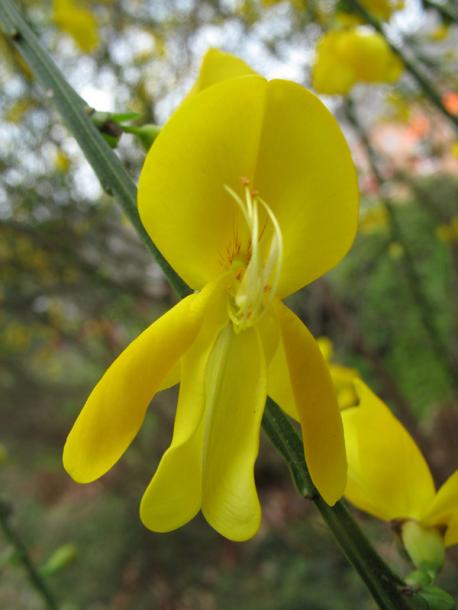 Изображение особи Sarothamnus scoparius.