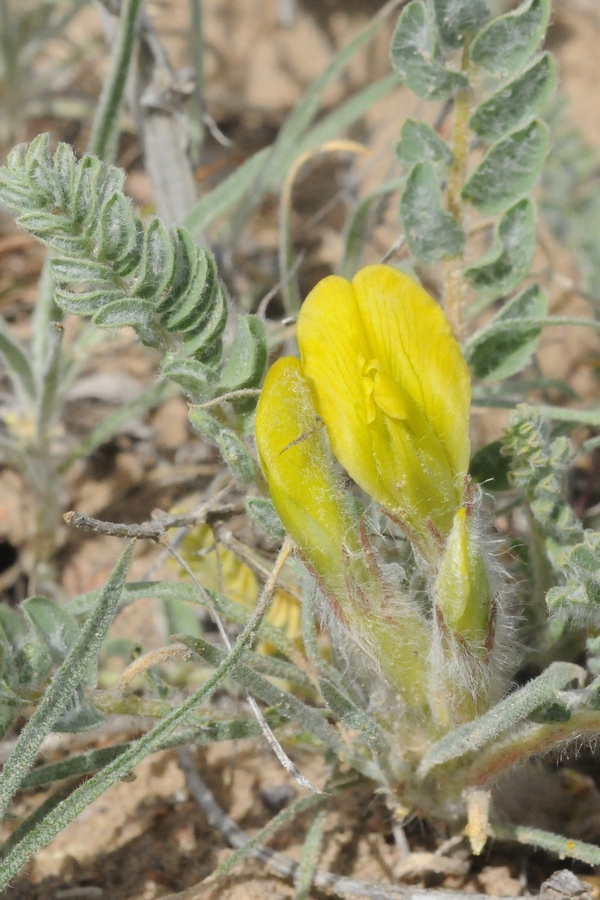 Изображение особи Astragalus larvatus.