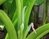 genus Alocasia. Верхушка расцветающего растения. Таиланд, провинция Краби, курорт Ао Нанг. 10.12.2013.