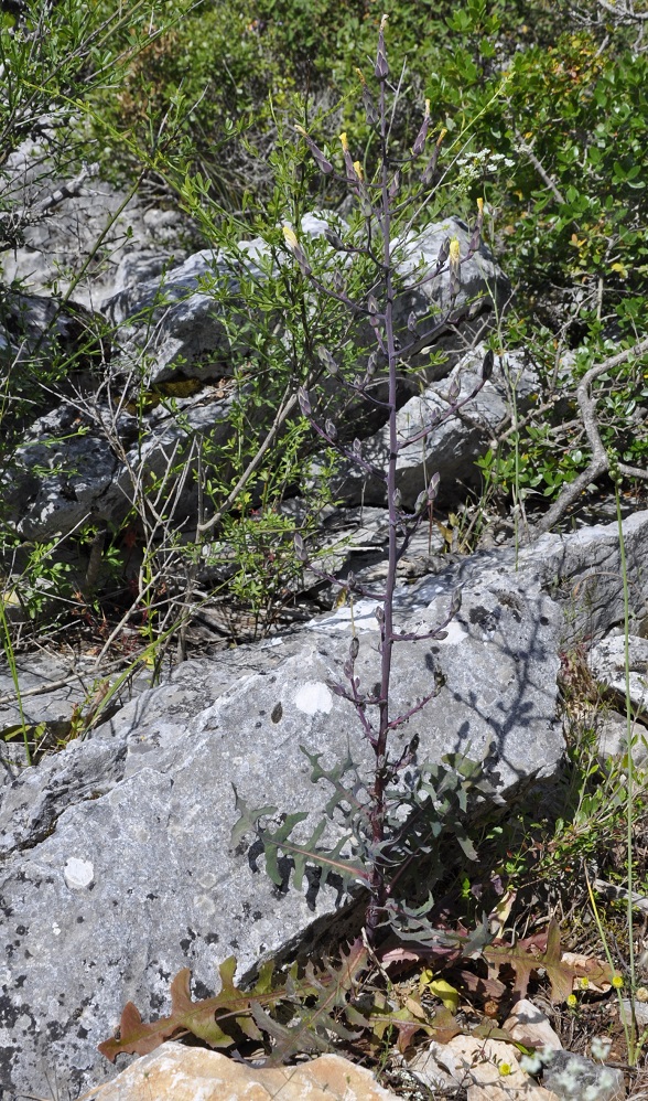 Image of Lactuca tuberosa specimen.