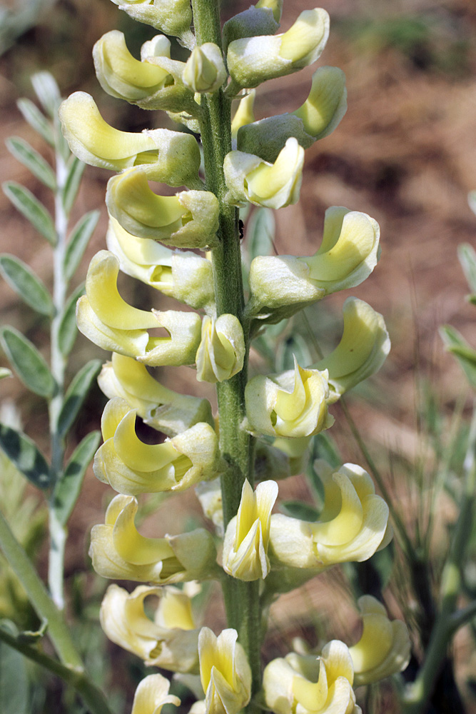 Image of Goebelia pachycarpa specimen.