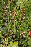 Pedicularis lapponica