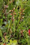 Pedicularis lapponica. Цветоносы с раскрывшимися коробочками. Мурманск, Горелая сопка, тундра на вершине. Конец августа 2008 г.